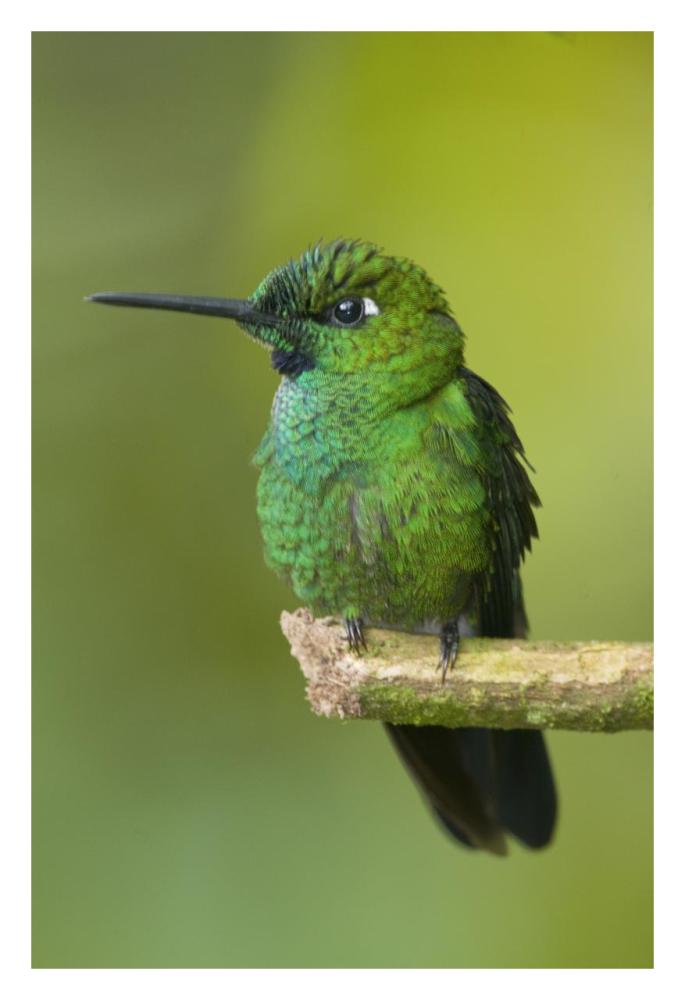 Green-crowned Brilliant hummingbird, Ecuador-Paper Art-22"x32"