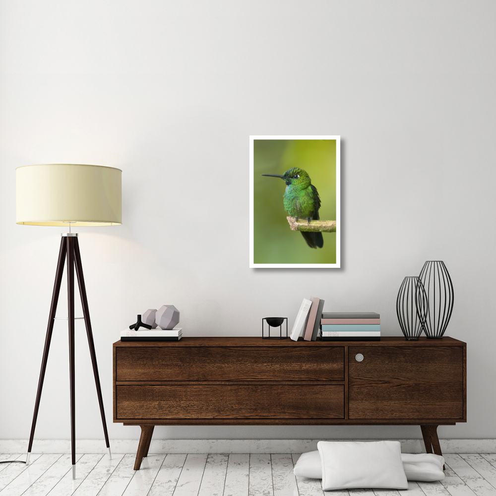 Green-crowned Brilliant hummingbird, Ecuador-Paper Art-22&quotx32"