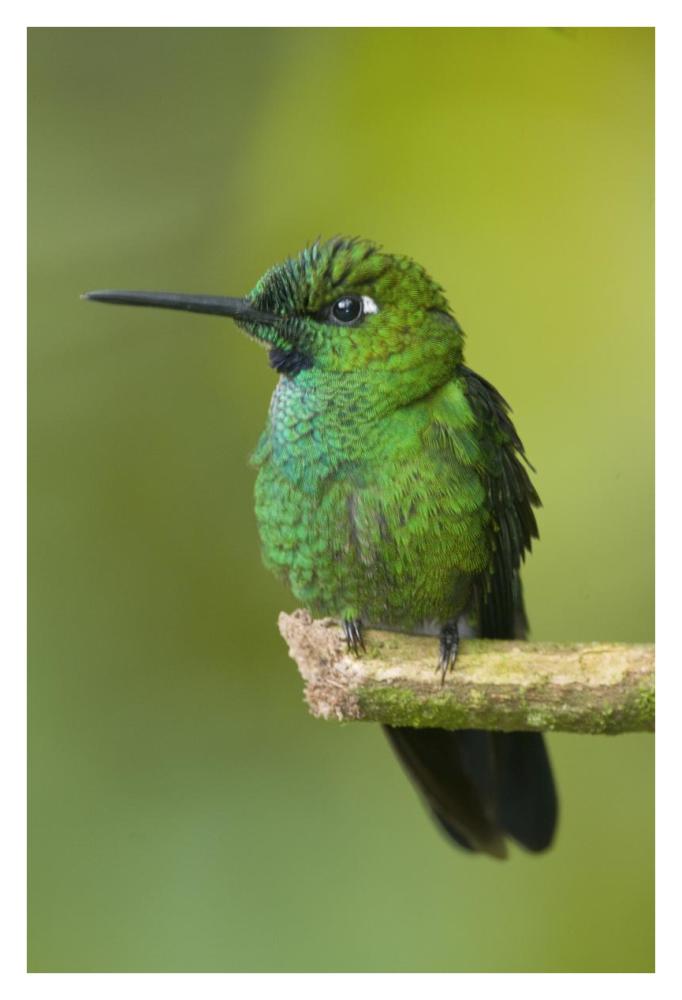 Green-crowned Brilliant hummingbird, Ecuador-Paper Art-26"x38"