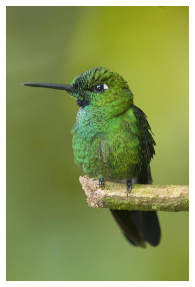 Green-crowned Brilliant hummingbird, Ecuador-Paper Art-34"x50"