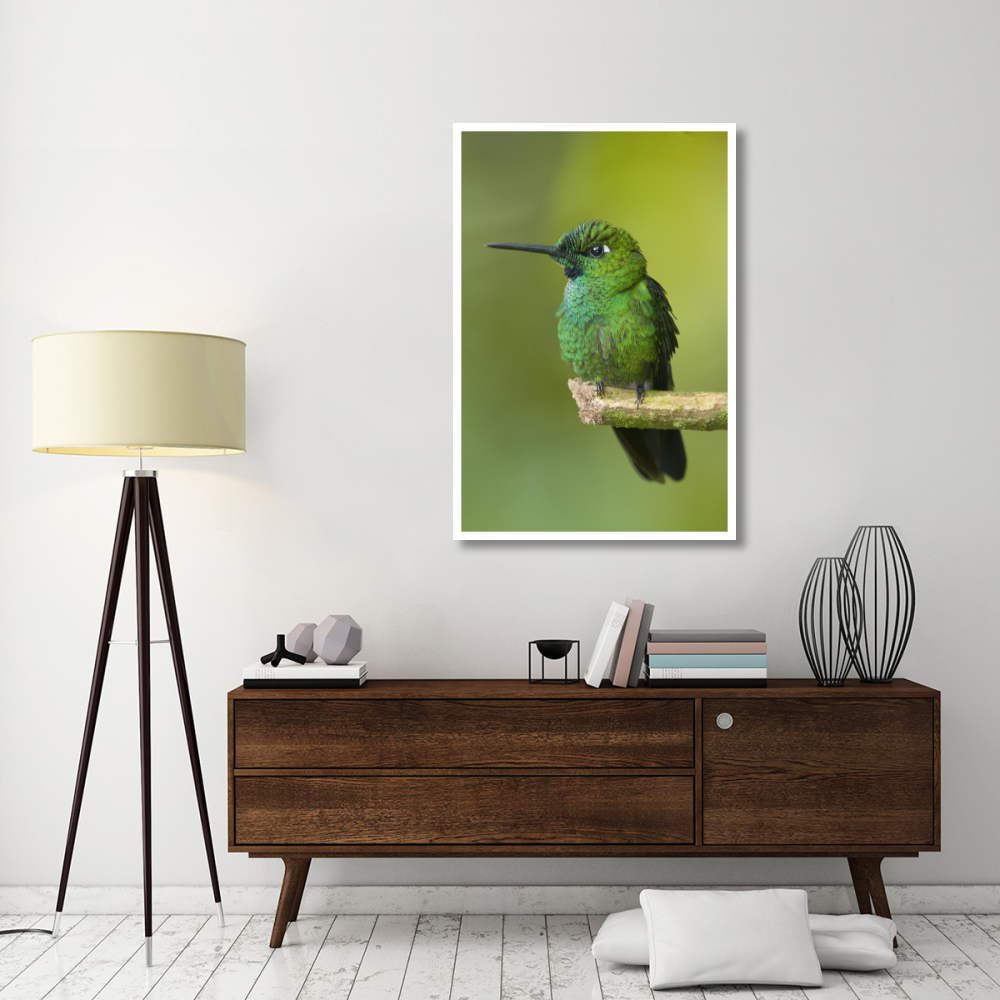 Green-crowned Brilliant hummingbird, Ecuador-Paper Art-34&quotx50"