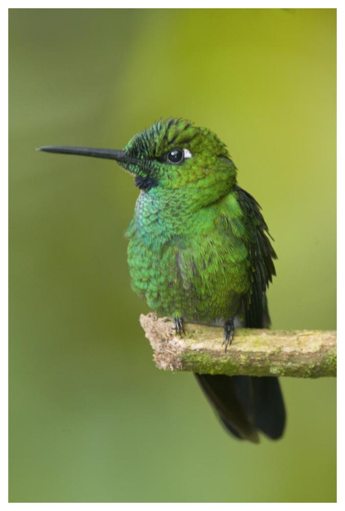 Green-crowned Brilliant hummingbird, Ecuador-Paper Art-42"x62"