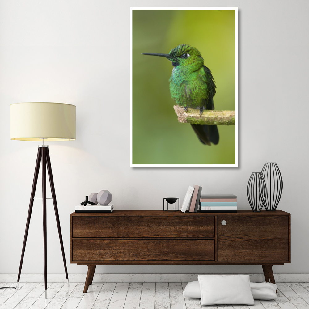 Green-crowned Brilliant hummingbird, Ecuador-Paper Art-42&quotx62"