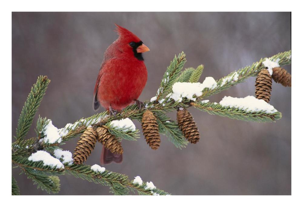 Northern Cardinal male, South Lyon, Michigan-Paper Art-26"x18"