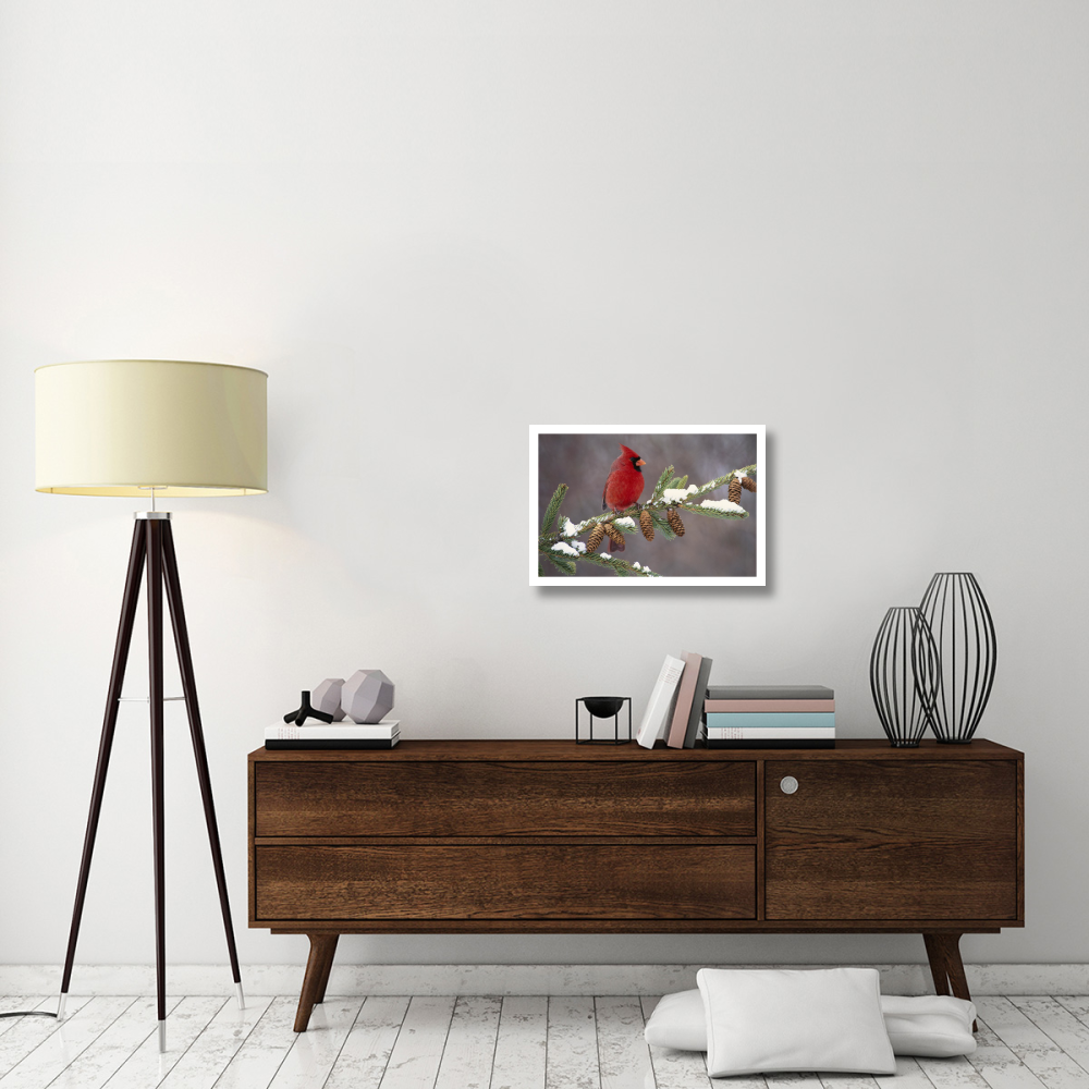 Northern Cardinal male, South Lyon, Michigan-Paper Art-26&quotx18"