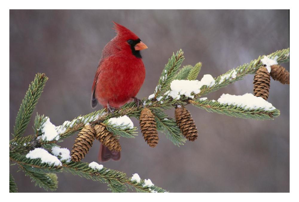 Northern Cardinal male, South Lyon, Michigan-Paper Art-32"x22"