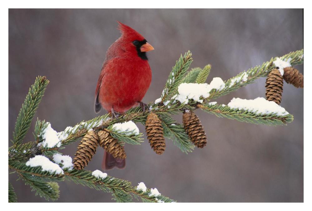 Northern Cardinal male, South Lyon, Michigan-Paper Art-38"x26"