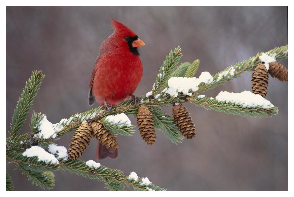 Northern Cardinal male, South Lyon, Michigan-Paper Art-50"x34"