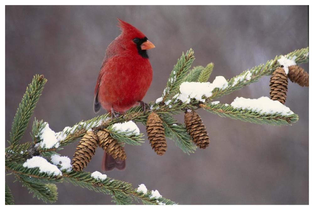 Northern Cardinal male, South Lyon, Michigan-Paper Art-62"x42"