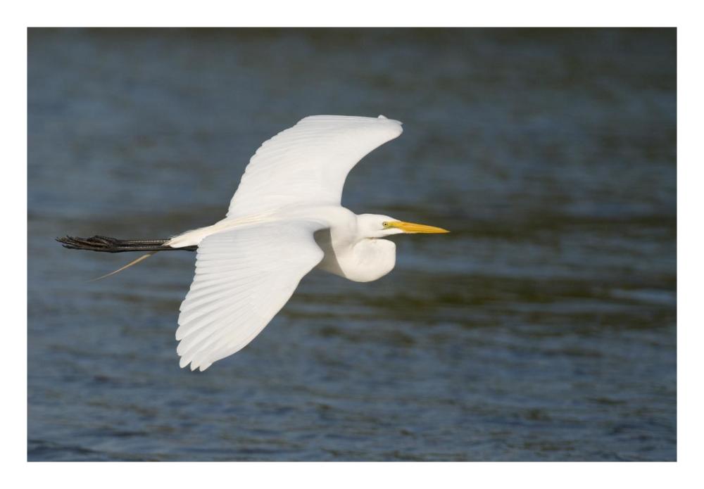 Great Egret flying, Fort Myers Beach, Florida-Paper Art-26"x18"