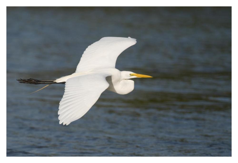 Great Egret flying, Fort Myers Beach, Florida-Paper Art-38"x26"