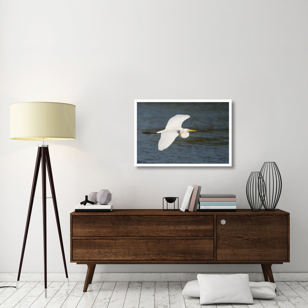 Great Egret flying, Fort Myers Beach, Florida-Paper Art-38&quotx26"