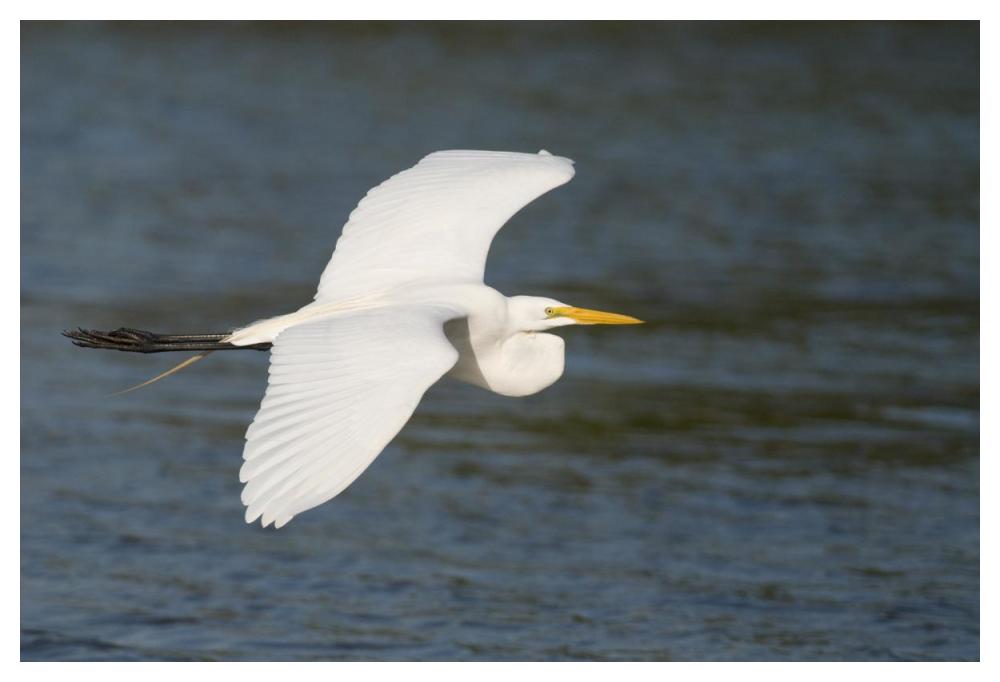 Great Egret flying, Fort Myers Beach, Florida-Paper Art-50"x34"