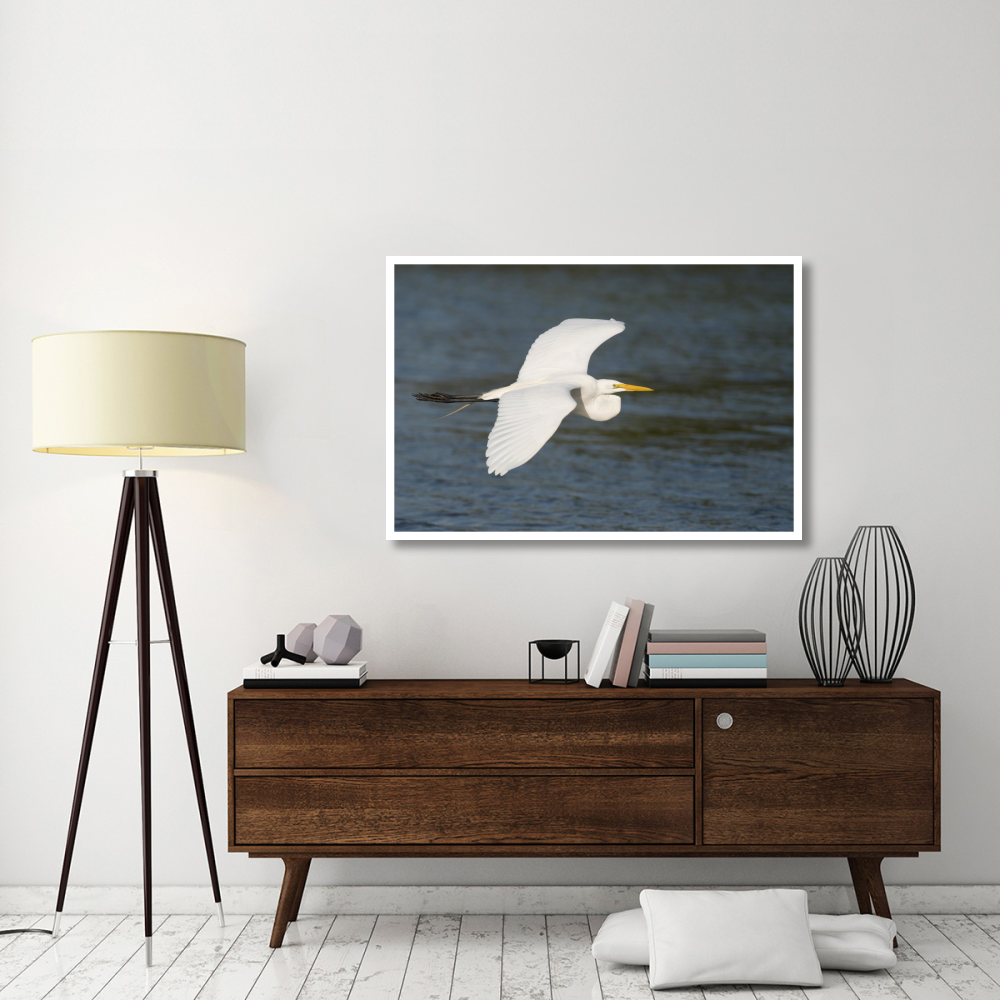 Great Egret flying, Fort Myers Beach, Florida-Paper Art-50&quotx34"