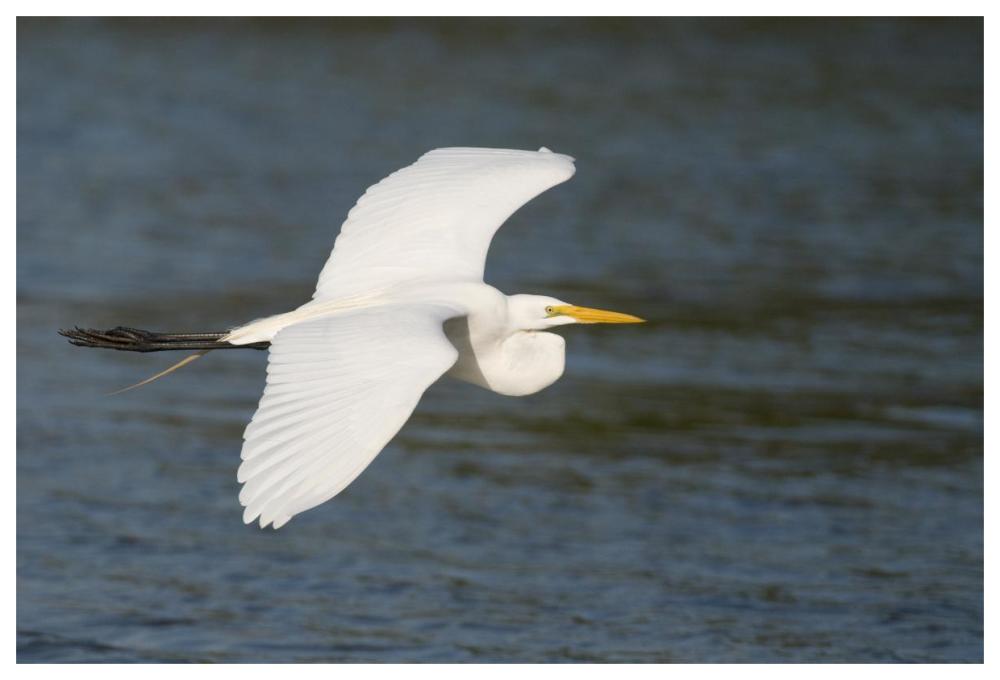 Great Egret flying, Fort Myers Beach, Florida-Paper Art-62"x42"