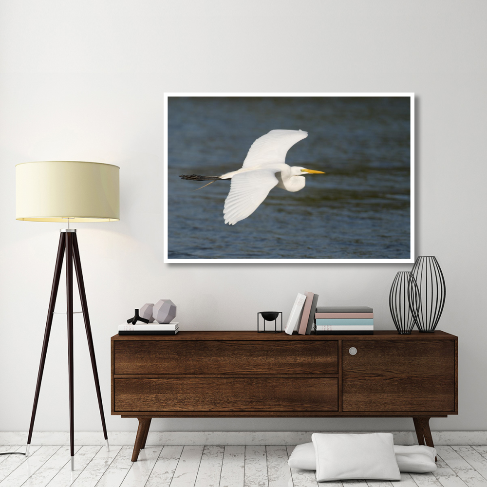 Great Egret flying, Fort Myers Beach, Florida-Paper Art-62&quotx42"