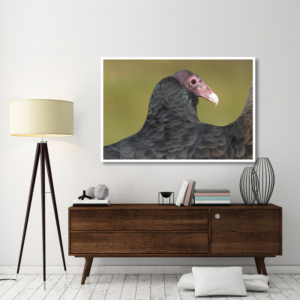 Turkey Vulture, Howell Nature Center, Michigan-Paper Art-62&quotx42"