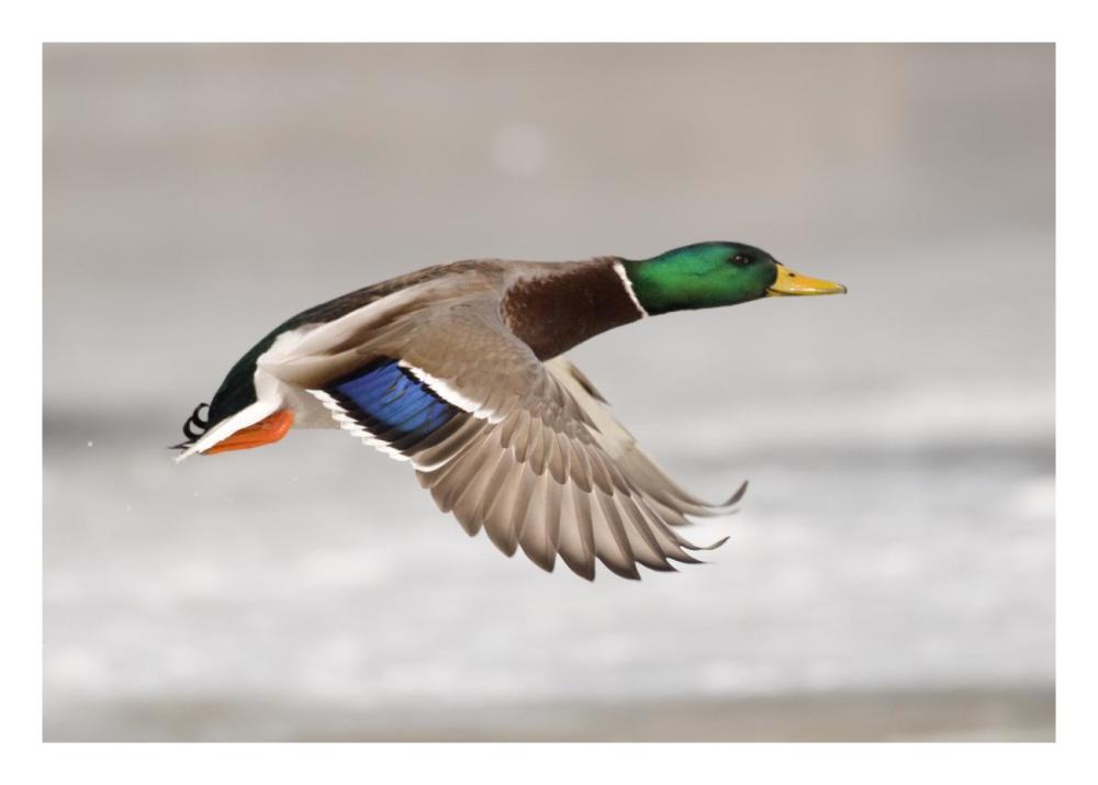 Mallard male flying, Belle Isle Park, Michigan-Paper Art-26"x18"