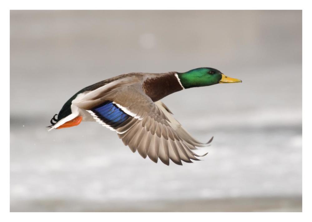 Mallard male flying, Belle Isle Park, Michigan-Paper Art-32"x22"