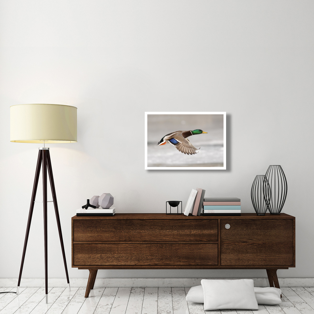 Mallard male flying, Belle Isle Park, Michigan-Paper Art-32&quotx22"
