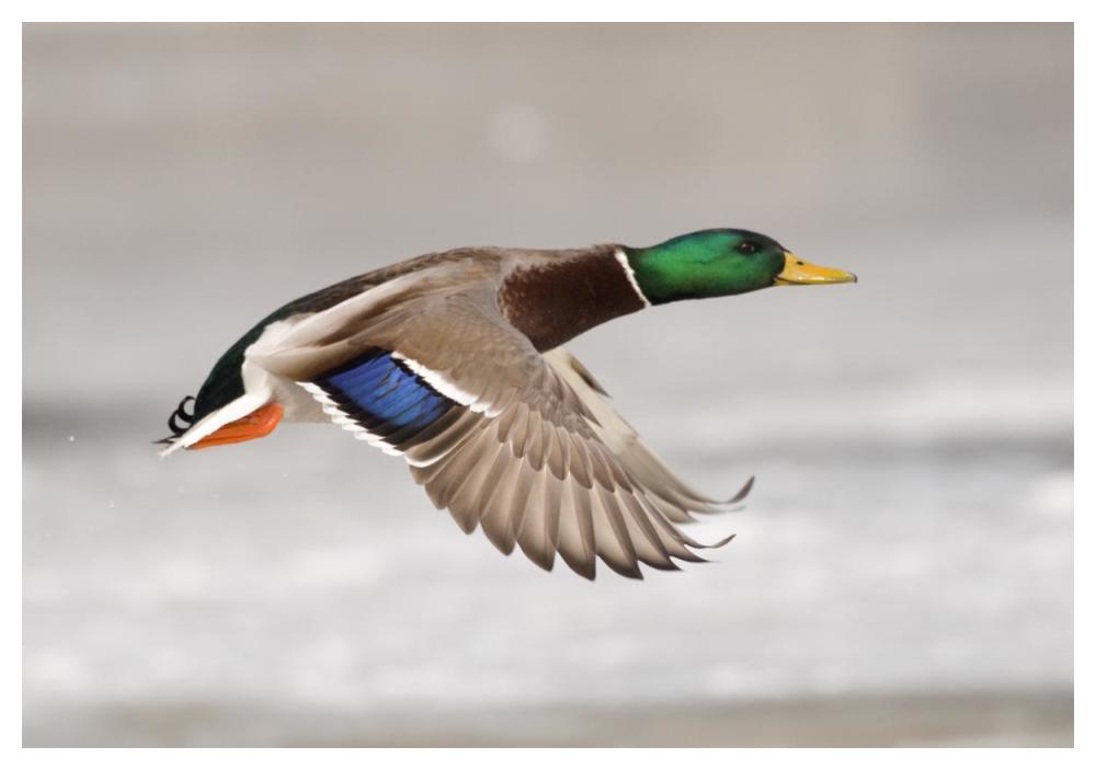 Mallard male flying, Belle Isle Park, Michigan-Paper Art-50"x34"