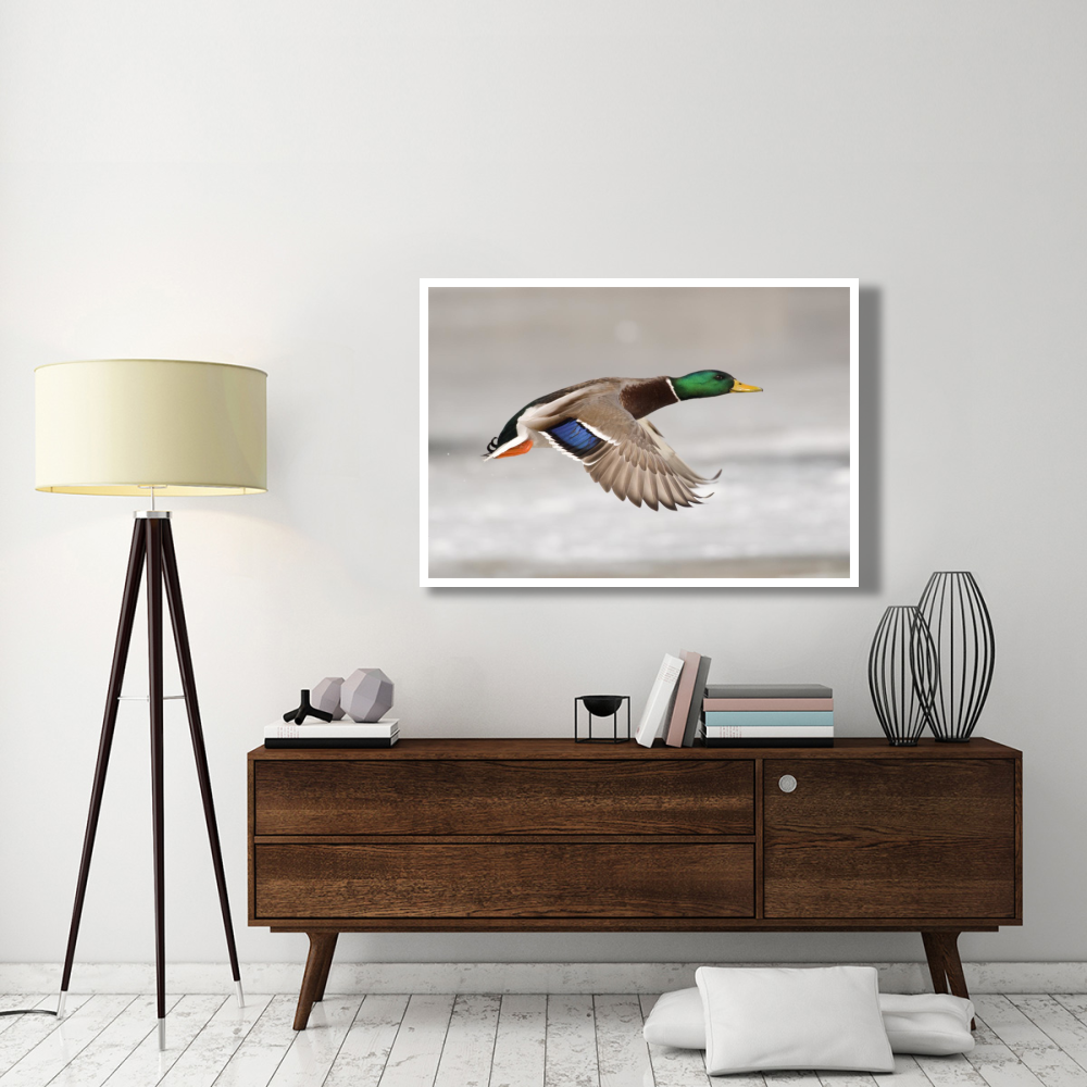 Mallard male flying, Belle Isle Park, Michigan-Paper Art-50&quotx34"