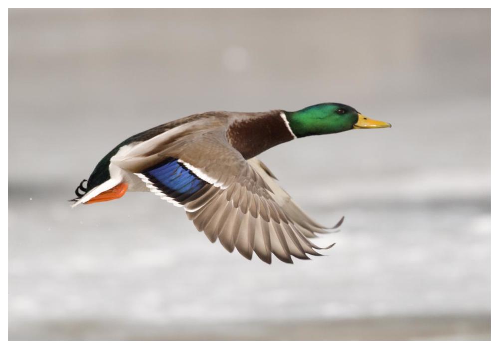 Mallard male flying, Belle Isle Park, Michigan-Paper Art-62"x42"