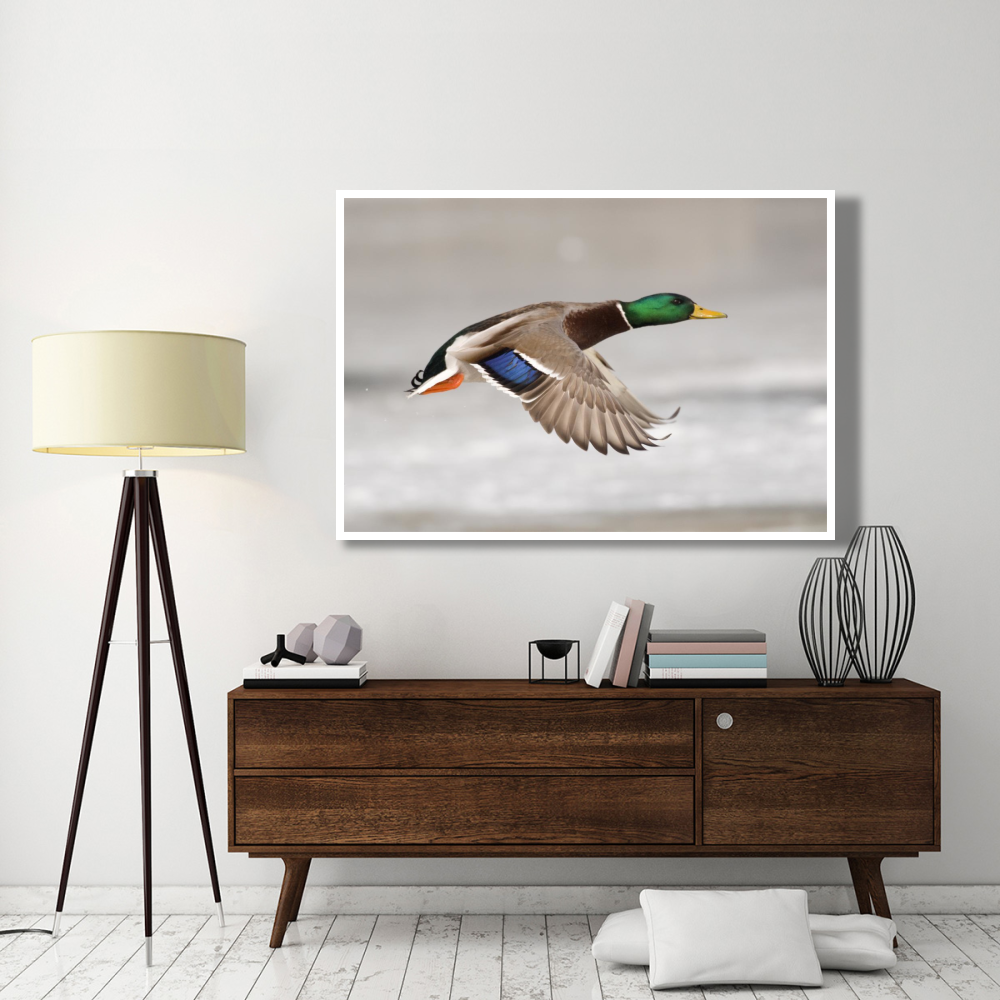 Mallard male flying, Belle Isle Park, Michigan-Paper Art-62&quotx42"