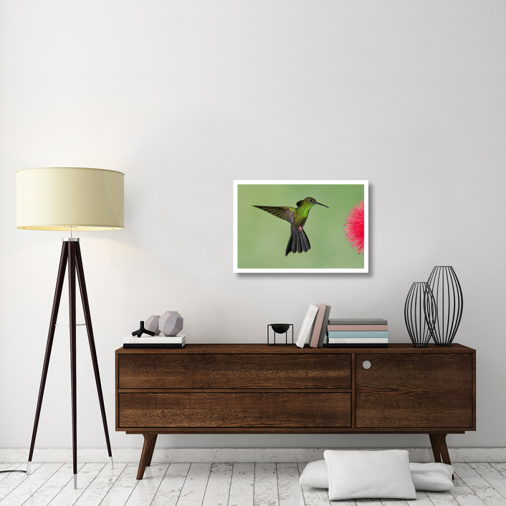 Red-footed Plumeleteer male flying, Costa Rica-Paper Art-32&quotx22"