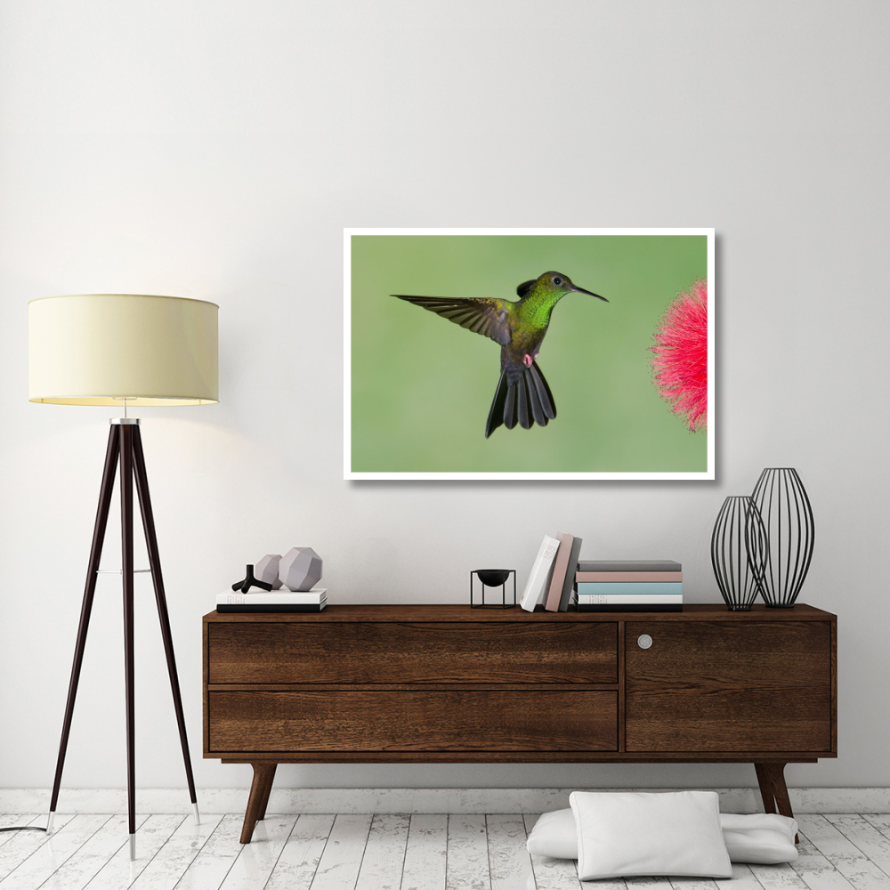 Red-footed Plumeleteer male flying, Costa Rica-Paper Art-50&quotx34"