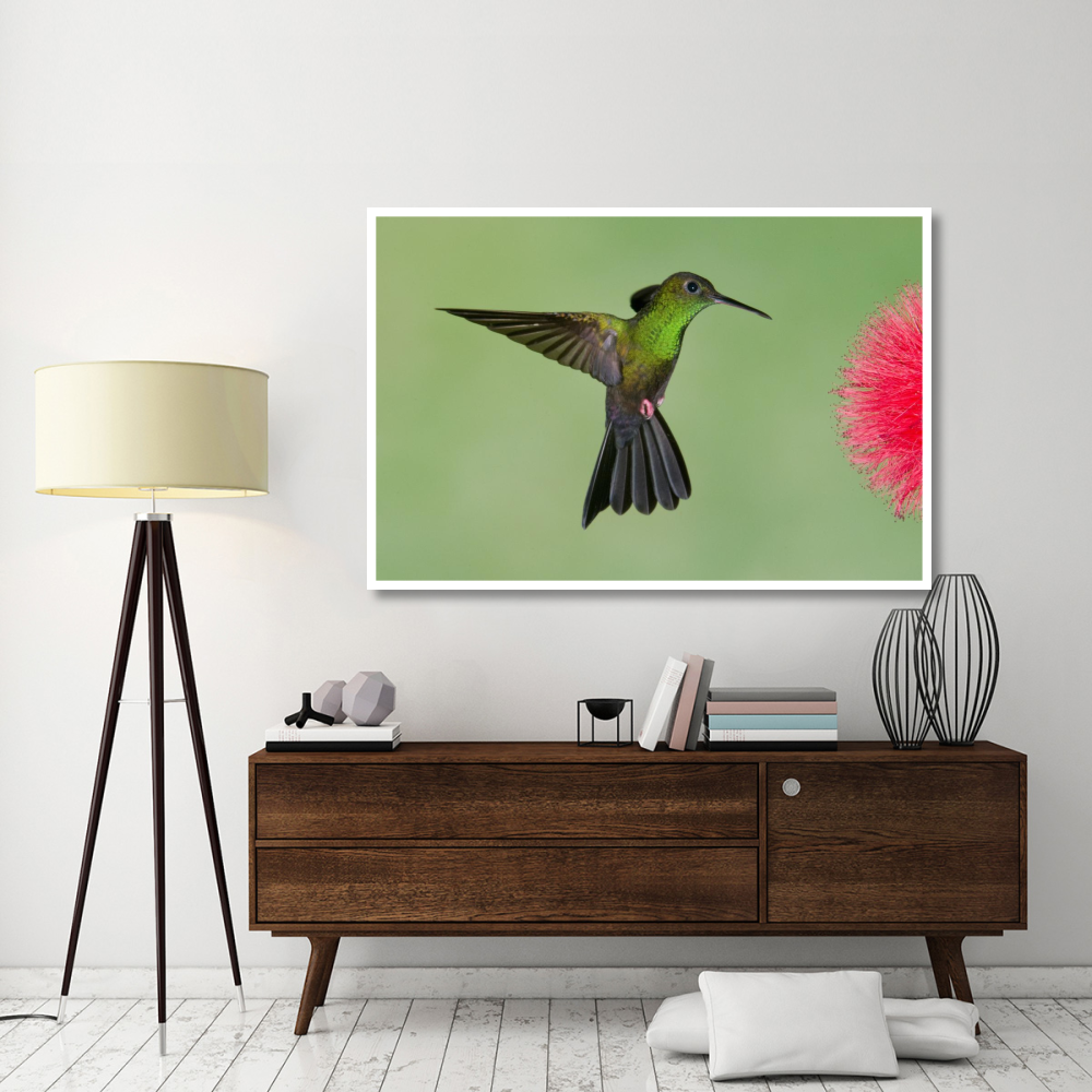 Red-footed Plumeleteer male flying, Costa Rica-Paper Art-62&quotx42"