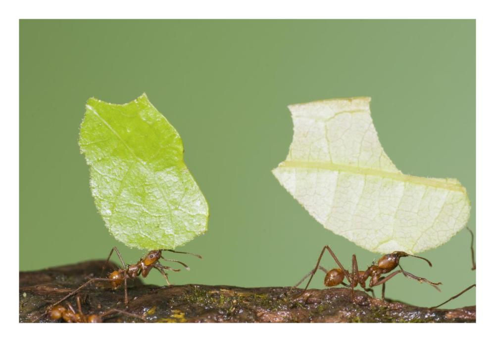 Leafcutter Ant pair carrying leaves, Costa Rica-Paper Art-26"x18"