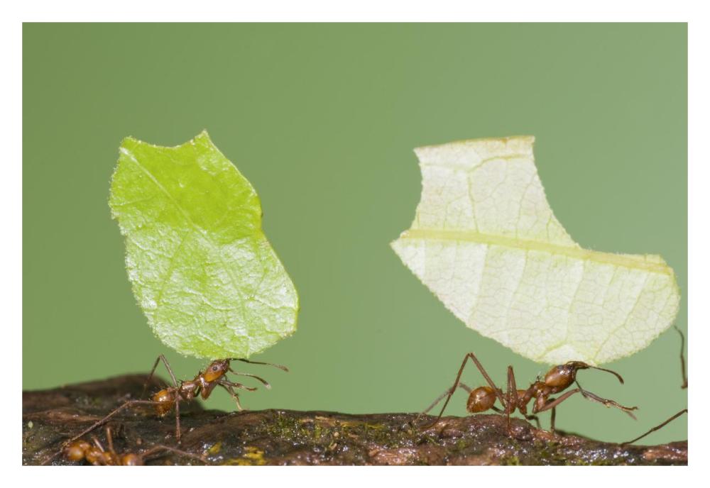 Leafcutter Ant pair carrying leaves, Costa Rica-Paper Art-32"x22"