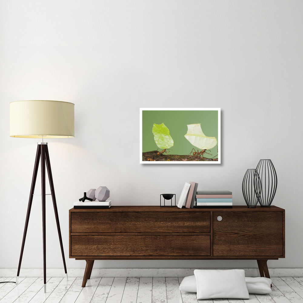 Leafcutter Ant pair carrying leaves, Costa Rica-Paper Art-32&quotx22"