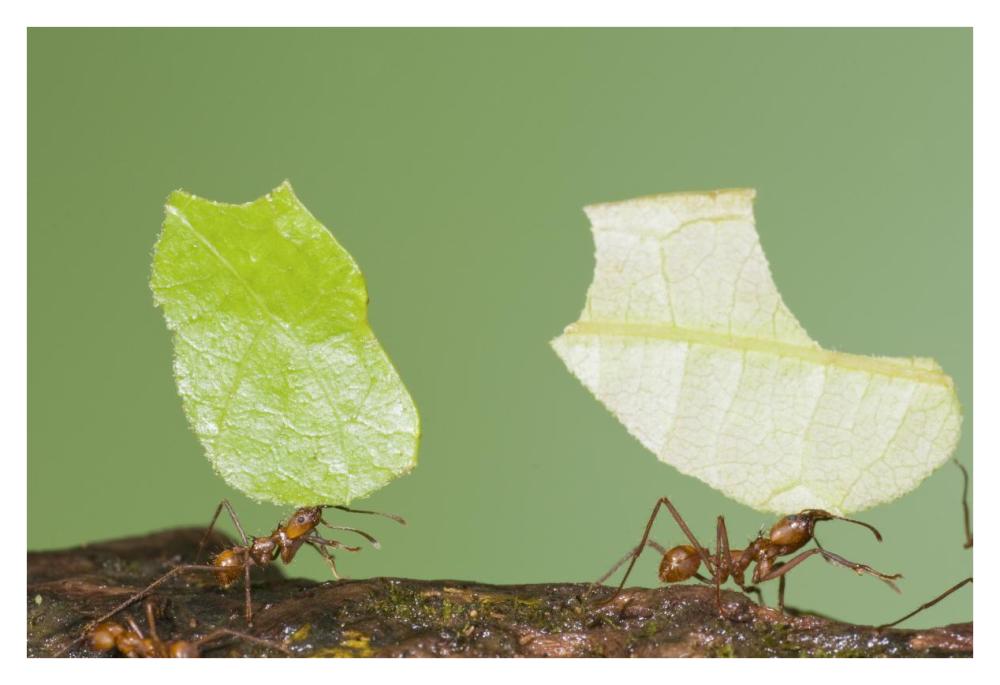 Leafcutter Ant pair carrying leaves, Costa Rica-Paper Art-38"x26"