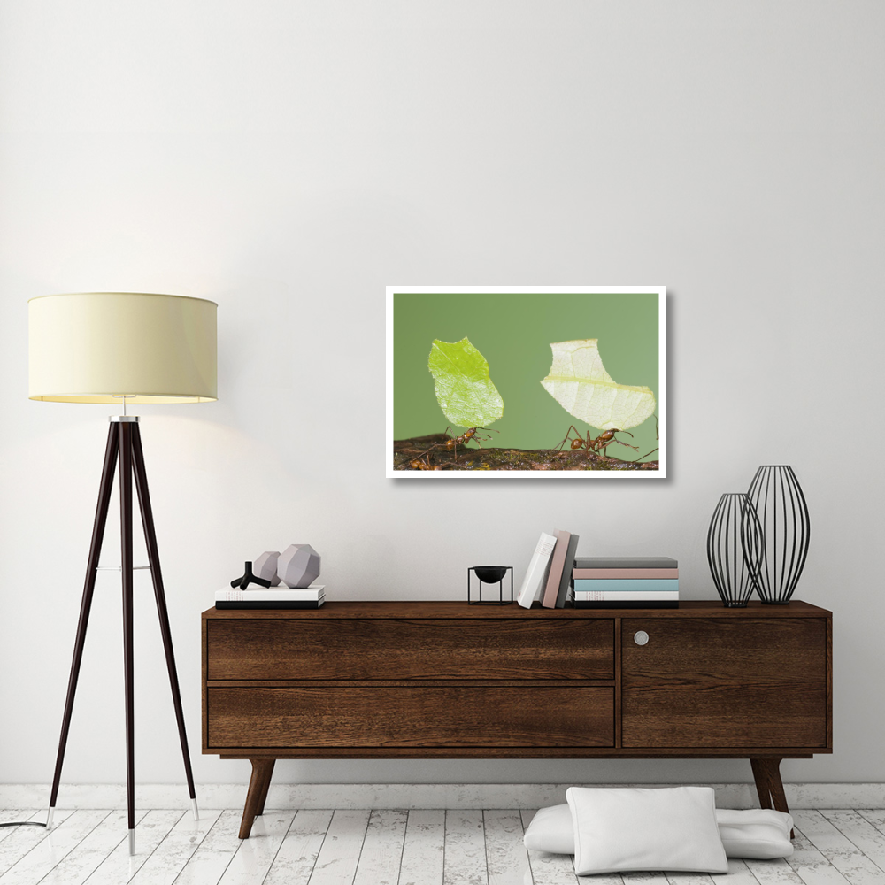 Leafcutter Ant pair carrying leaves, Costa Rica-Paper Art-38&quotx26"