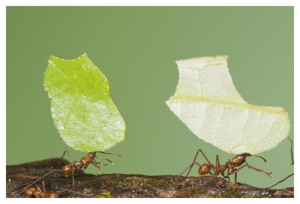 Leafcutter Ant pair carrying leaves, Costa Rica-Paper Art-50"x34"