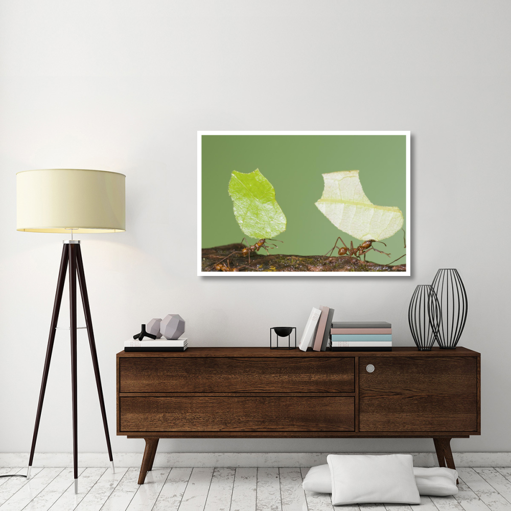 Leafcutter Ant pair carrying leaves, Costa Rica-Paper Art-50&quotx34"