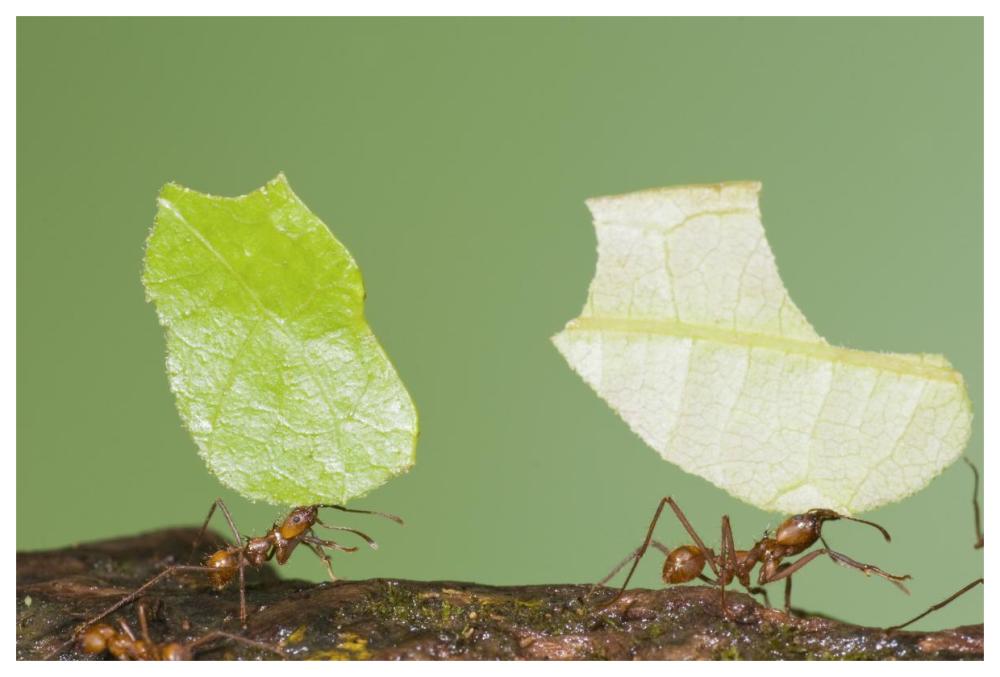 Leafcutter Ant pair carrying leaves, Costa Rica-Paper Art-62"x42"