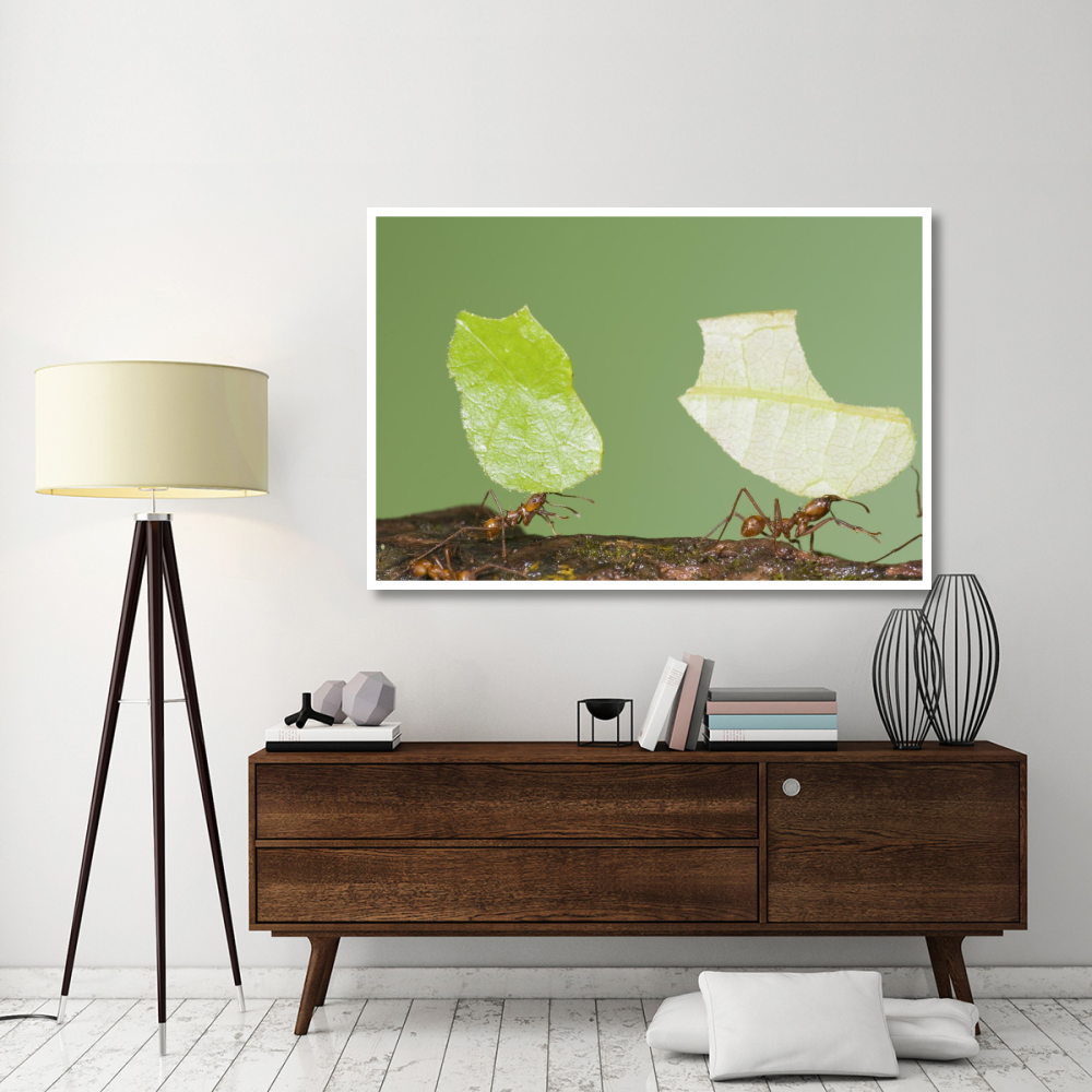 Leafcutter Ant pair carrying leaves, Costa Rica-Paper Art-62&quotx42"