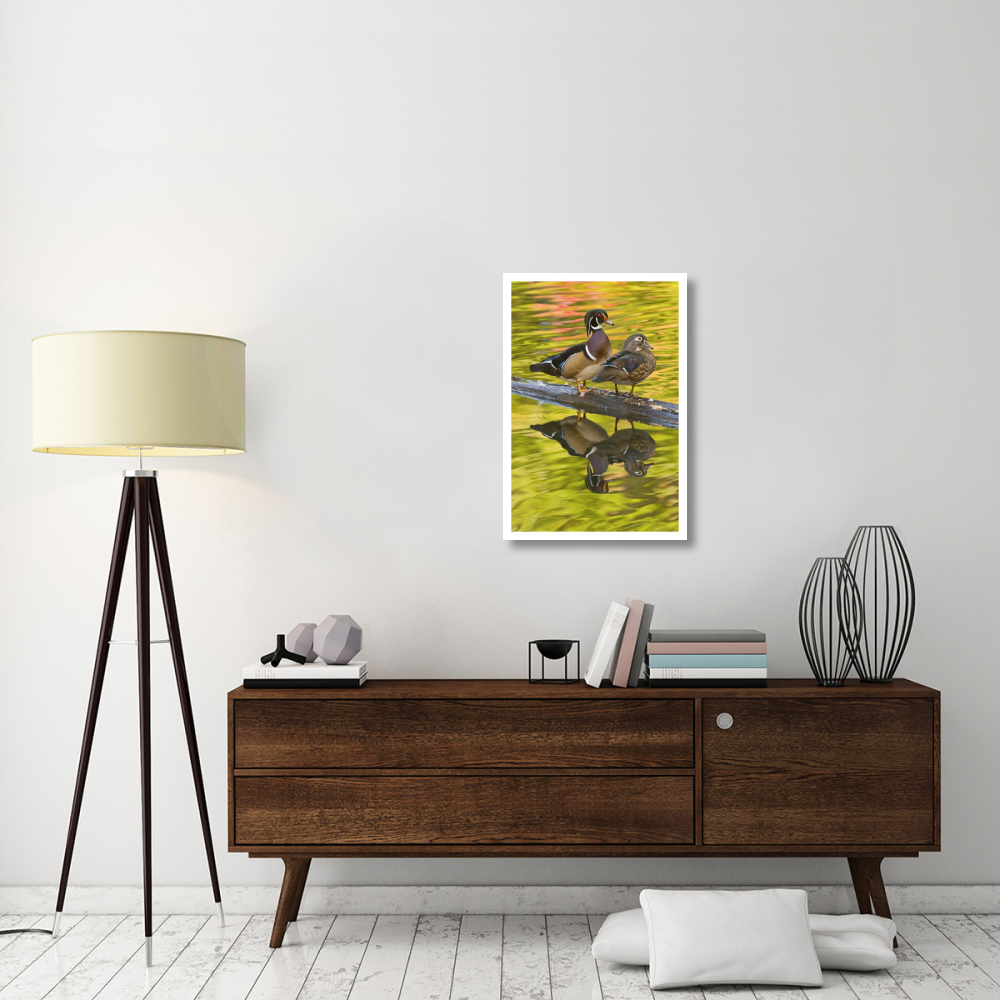 Wood Duck pair, North Chagrin Reservation, Ohio-Paper Art-22&quotx32"