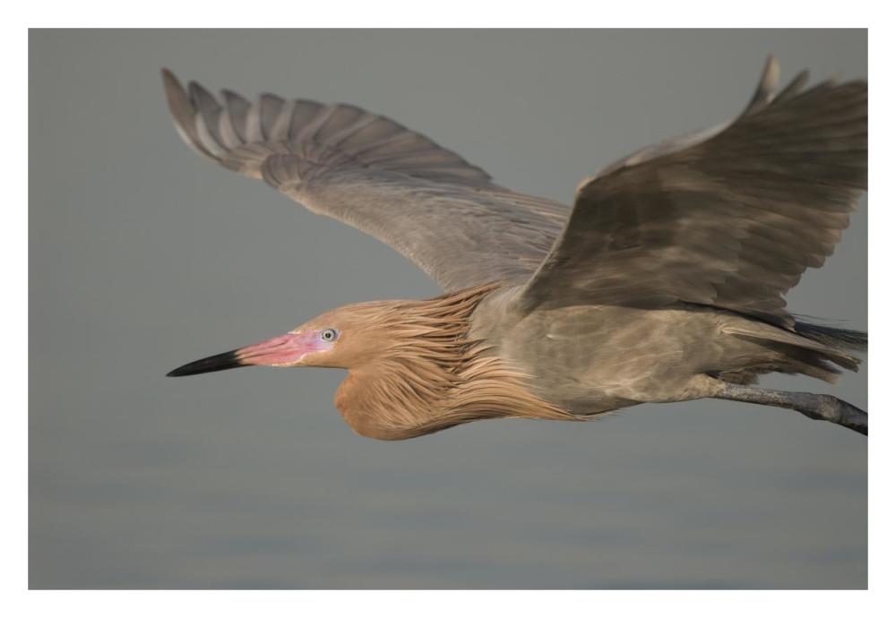 Reddish Egret flying, Fort Desoto Park, Florida-Paper Art-32"x22"