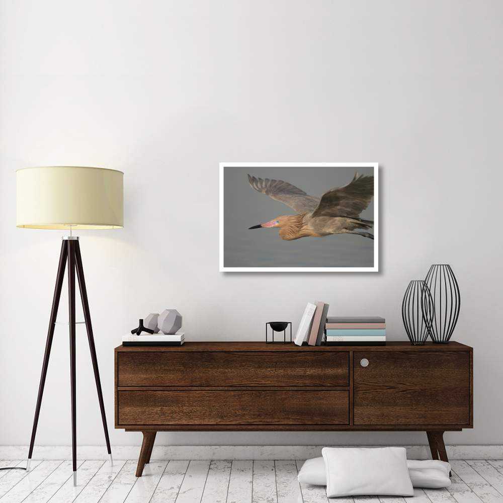 Reddish Egret flying, Fort Desoto Park, Florida-Paper Art-38&quotx26"