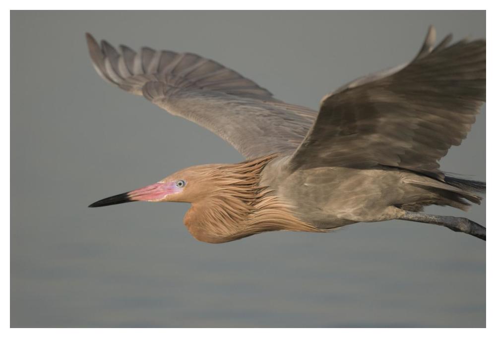 Reddish Egret flying, Fort Desoto Park, Florida-Paper Art-50"x34"