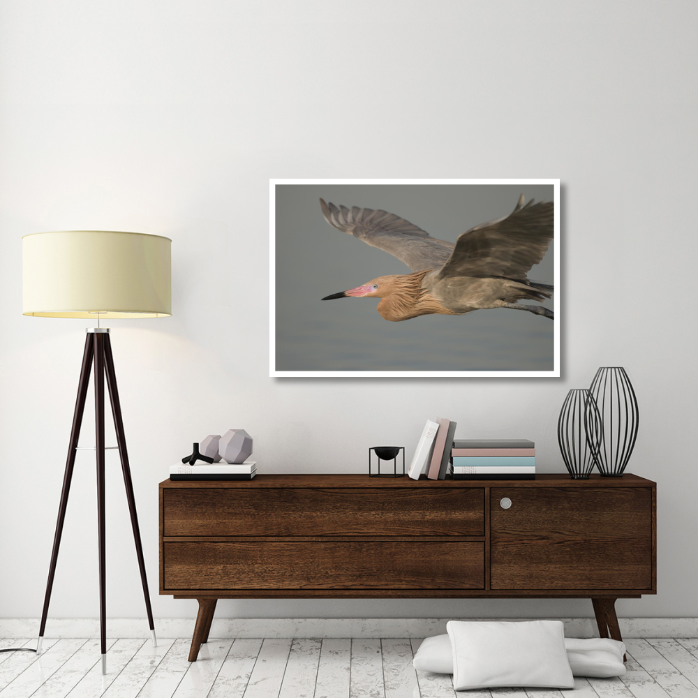 Reddish Egret flying, Fort Desoto Park, Florida-Paper Art-50&quotx34"