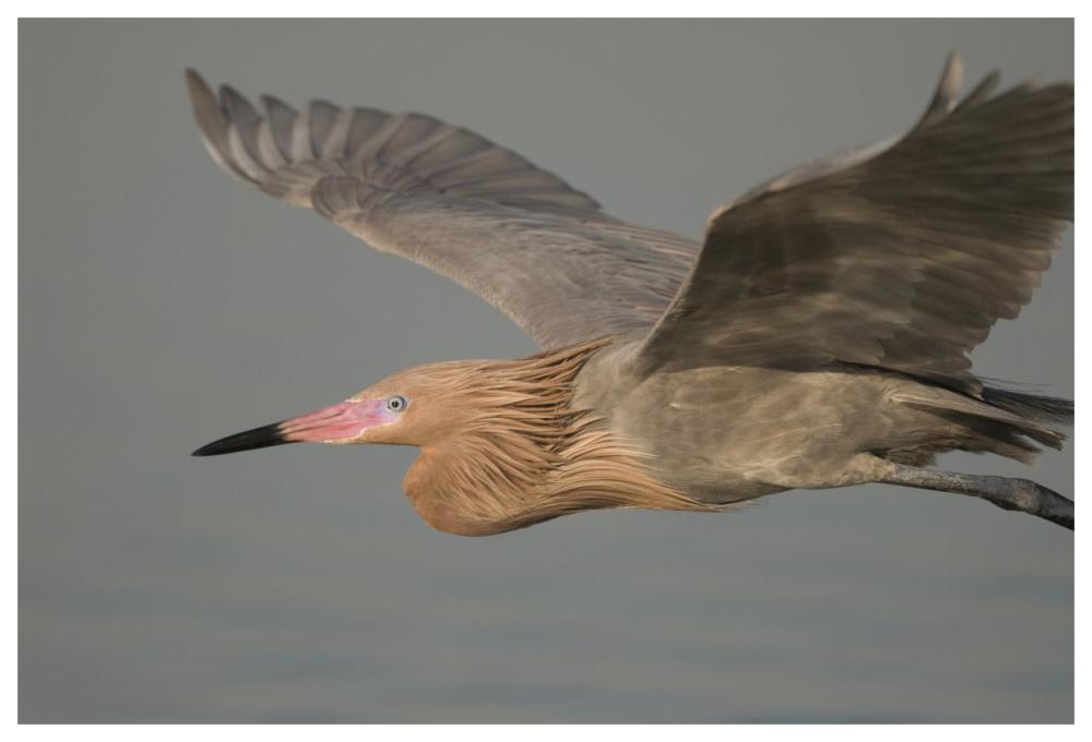Reddish Egret flying, Fort Desoto Park, Florida-Paper Art-62"x42"