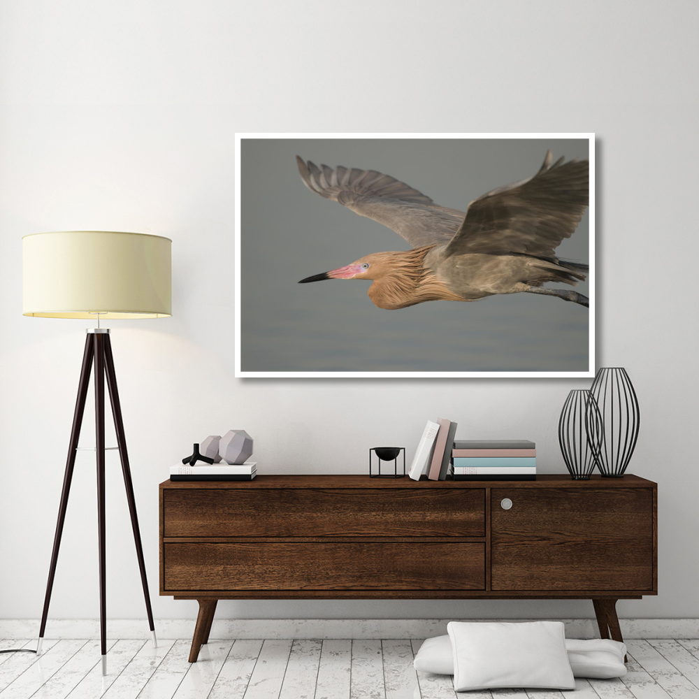 Reddish Egret flying, Fort Desoto Park, Florida-Paper Art-62&quotx42"