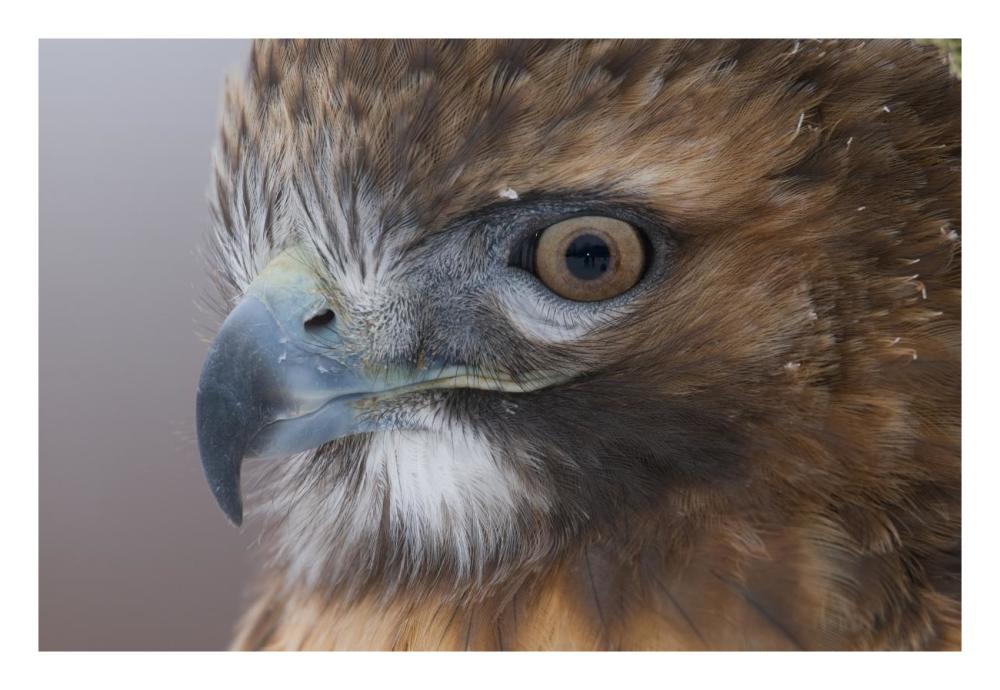 Red-tailed Hawk, Howell Nature Center, Michigan-Paper Art-26"x18"