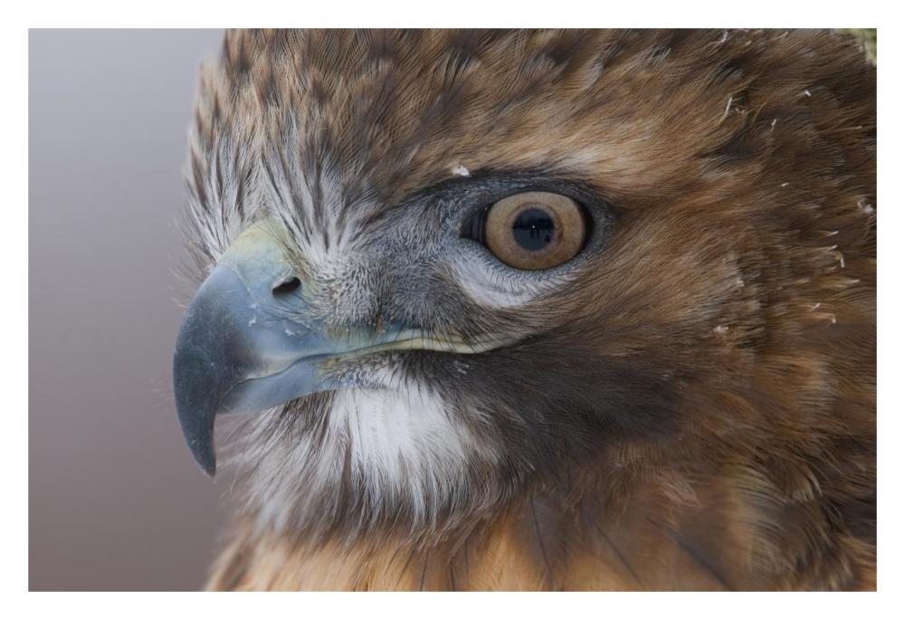 Red-tailed Hawk, Howell Nature Center, Michigan-Paper Art-32"x22"
