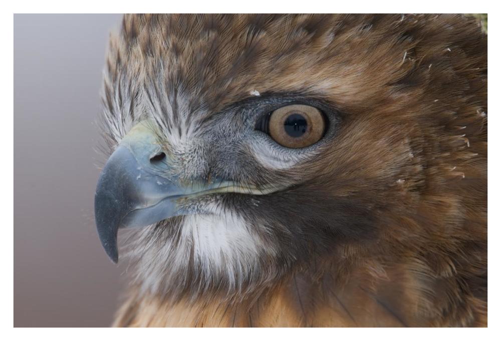 Red-tailed Hawk, Howell Nature Center, Michigan-Paper Art-38"x26"
